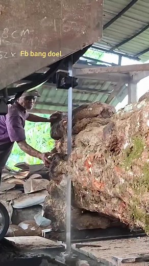 Milling a Big Pin Oak at the Sawmill