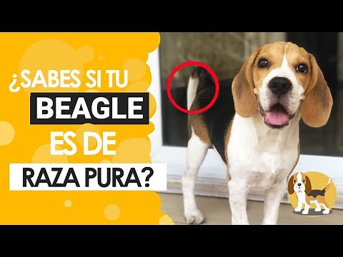 ¿Cómo identificar a un beagle?