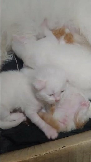 cute kittens are 3 weeks old