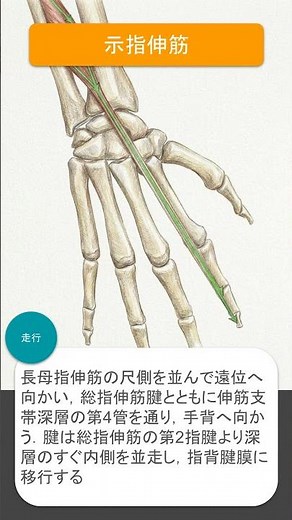 30_示指伸筋 #shorts #筋トレ #解剖学 #暗記