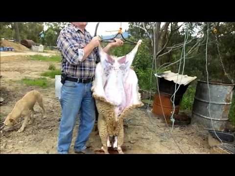 Homesteading - Slaughtering and Butchering Lambs - Part One