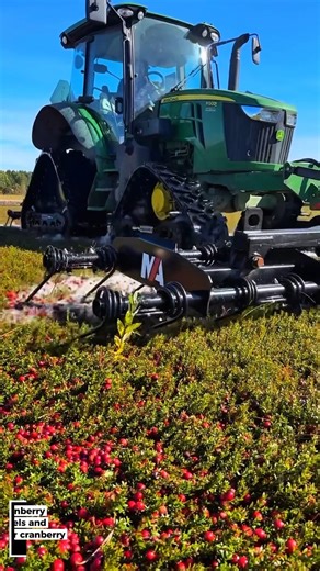 Cranberry Bog Management