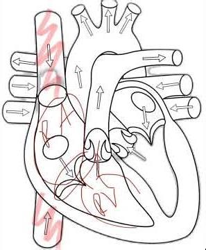 Diagram of heart with blood flow, easy and fast