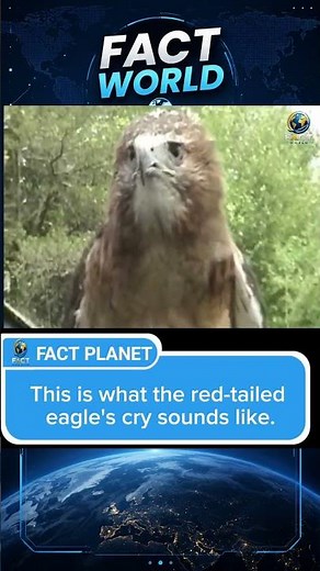 the sound of a red-tailed hawk 🦅