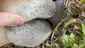 这是大眼的嘴呀，可爱吧～