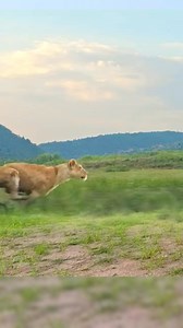 11K views · 60 reactions | Leona vs cebra #viralpost2025シ #leona #Leonas #video #vidasalvaje #mundoanimal #animals #leon #cebra | Eco Salvaje | Facebook