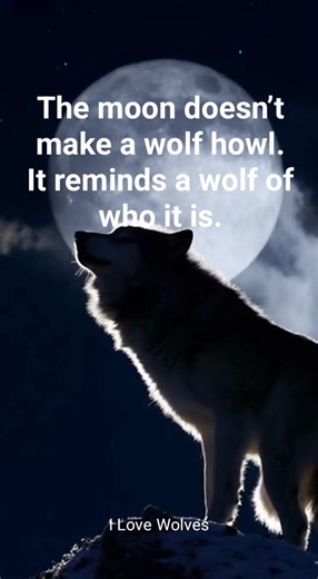 The moon doesn't make a wolf howl. It reminds a wolf of who it is. #ILoveWolves #WolfWisdom #StayWild #WolfSpirit #NaturePower #MotivationalReels #WildAndFree | I love Wolves