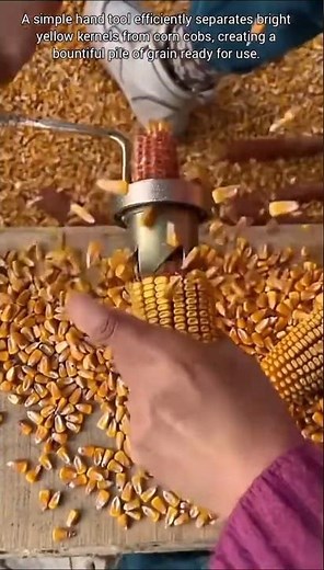 Hand-Cracked Corn: Kernels Separated