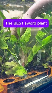 37K views · 184 reactions | Variegated sword plants!  These stunning...