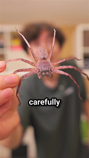 Harmless spider prank ❤️ | prank