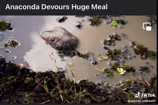 Anaconda 🐍 Eats Whole Animal🐂 | #Animal_Video01 #AnimalKingdom #Animals #Fy #Fyp #ForYou #fypシ #Viral #Anaconda