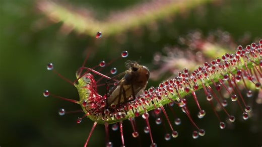 This parasite doesn’t kill – it uses the body until the end