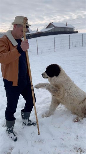 Ciobănescul de Bucovina și loialitatea sa - femele ❤️ Adelina 🤝🤍 și Azura 🤍🇹🇩 #caini