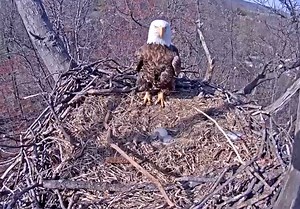 Codorus State Park eaglet, born Monday, dies