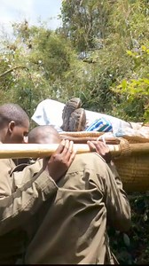 UnforgettableGorilla encounter...even if you're physically challenged, meeting #mountaingorillas face-to-face is very possible on stretchers. See this excited client? Coming close to the famous Hirwa family which means "lucky" in the local Kinyarwanda language. Lucky because this family was blessed with twins that both survived to adulthood. One of the clients, Collin was unable to get up the mountain and was actually carried up in a stretcher bed by amazing guides and porters to achieve his lif
