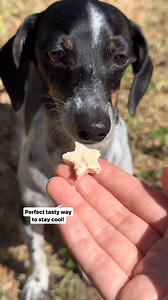 These plant-based dog ice cream treats are the paw-fect summertime treat for your dog! 🍦🐾 Ingredients: 1 cup plain non-dairy yogurt (note: most are safe but make sure it doesn’t contain xylitol or added sugars. Plain non-dairy yogurts typically don’t have them!) 1/2 cup mashed banana 1/4 cup peanut butter | LIVEKINDLY