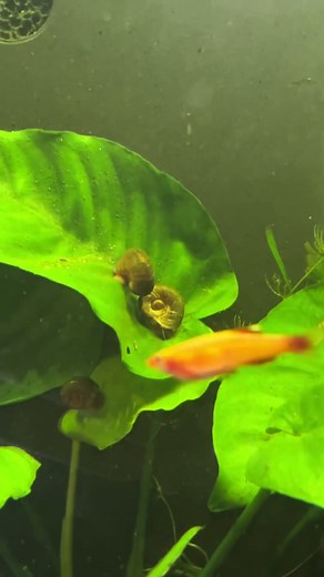 Freshwater river natural aquarium setup🌿🍂🌲 #aquarium #freshwateraquarium #fish #snail #tank