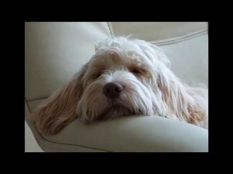 Bumble the Cockapoo