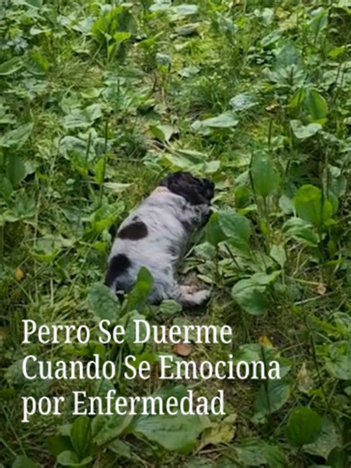 Gösta es un cachorro de cocker spaniel de tan solo 15 semanas de vida que se ha vuelto viral en las redes sociales por quedarse dormido de manera repentina. Él tiene dos padecimientos médicos: narcolepsia y cataplexia. Según su diagnóstico, Gösta se duerme involuntariamente cuando tiene emociones intensas, como cuando juega, corre, come o simplemente cuando se emociona al ver llegar a uno de sus dueños. A pesar de la preocupación que despertó en redes, sus dueños dicen que tiene una vida feliz. 