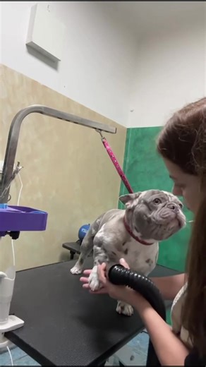 Discover the Unique Features of AlmaPet