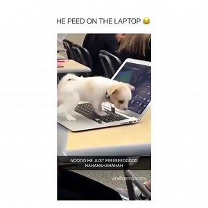 Pawz Saves Dogs on Reels