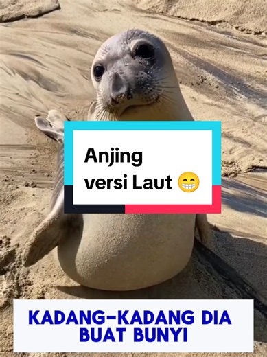 Anjing Versi Laut: Fakta Haiwan Comel Tentang Anjing Laut