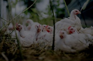 Feeding and Drinking Regimen for 45-Day Broiler Chickens - Teknovet