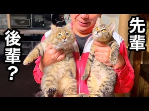 【長毛保護子猫】初めての部屋探索なのに先住猫の貫禄