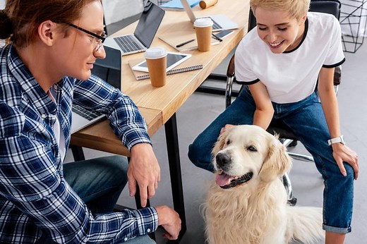 Should You Bring Your Dog to Work? Pros and Cons of Dogs in the Workplace