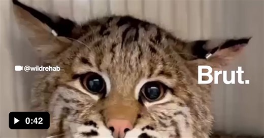 A bobcat when faced with danger - Video