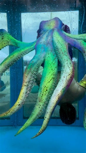 Jurassic Merman Productions on Instagram: "You all REALLY wanted to see a swim video, so here is a fun one of me “crawling” on the glass! This was RIGHT AFTER we broke the @guinnessworldrecords for the largest mermaid gathering in the world!! The bracers were a collaboration between me and Megan, Mermaid Pearl! 🥰 📷: @merman_aiden & @mermaidpearl86 #octopus #perform #mermaid #merman #guinness #worldrecord #pirates #jurassicmerman @smoothon @smoothonespanol @ramaterials #silicone"