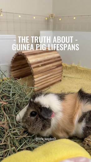 The HONEST truth about guinea pig lifespans. Why do some live longer than others? 🐹 #guineapig #fyp #pets #guineapigcare #guineapigsoftiktok
