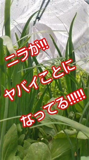 アクアポニックスで自給自足#家庭菜園#水耕栽培#ニラ#料理