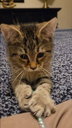 Amazing 2 Month Old Kitten Playing!