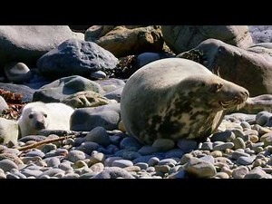 Epic Wildlife of Wales: From Glowing Seas to Giant Crabs (4K Documentary)