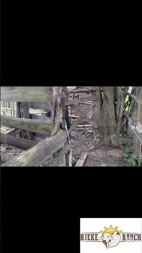 Part 2: Building a Cattle Kraal and Chute - DIY Livestock Handling Guide