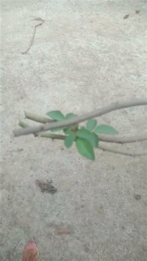 gulab ki paudhe ki katai chhati#shorts #garden #gardening #plants #nature #natural #beautiful