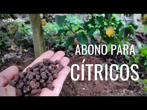 ABONO para CÍTRICOS ENFERMOS: qué hacer para que mejoren, CÓMO ABONAR || en20metros