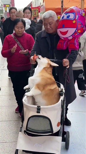 狗狗为何比人类更出色？奶奶的温馨秘密
