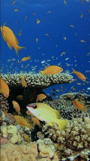 A Coral Reef Alive With Color | Peaceful_Tranquil