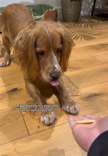 Ferrari's Journey to Winning Races in Formula 1