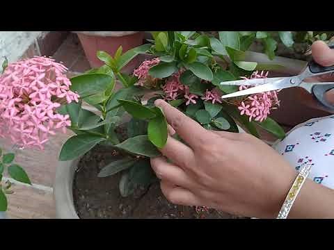 How to do Pruning/Cutting of ixora plant