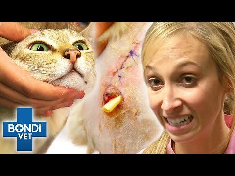 Dog Bites Cat In The Neck: Did He Hit The Jugular? 😨 | Bondi Vet