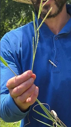 Vasey grass weed (Paspalum urvillei)