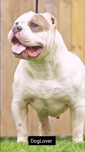 American Bully vs. Pitbull: The Ultimate Showdown. 💯