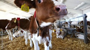 Curious small calf looks into camera sniffing it with a big wet nose at cowshed. Cute little cow showing curiosity at dairy farm. Concept of agriculture industry and livestock husbandry. Close up