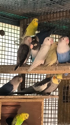 Beautiful Birds ka Mega Show 😍 | Budgies Cockatiel Lovebirds #birds #budgies #shorts