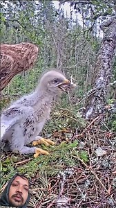 eagle Cops eating small bird