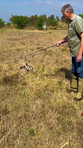 Debunking Black Mamba Myths: Unveiling the Truth about These Fascinating Snakes