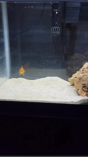 Ataque de MANTIS 🦀🐟😨 #mantis #oceano #mar #langosta #biologia #biologo #ciencia #agua #pez #pecera #2023 | El Biologo X